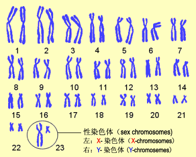 广州代孕网:多了一条染色体还能做试管婴儿吗?